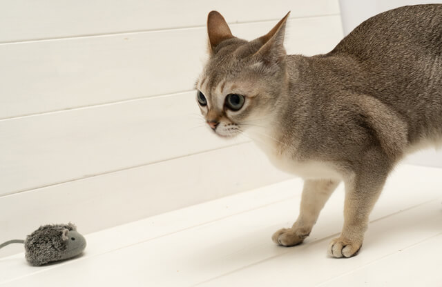 猫はスイカを食べられる！与えるメリット、与え方・注意点を徹底解説のサムネイル画像